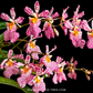 Rodrumnia Jairak Venus Orchid Plant - BS (Miniature)