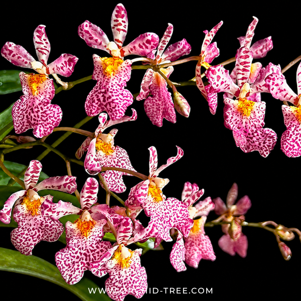 Rodrumnia Jairak Venus Orchid Plant - BS (Miniature)