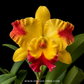 Cattleya Paithoon Fancy Orchid Plant - BS ( Large plants)