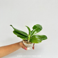 Phalaenopsis tetraspis 'C2' sp. Orchid Plant - FF - Buy Orchids Plants Online by Orchid-Tree.com