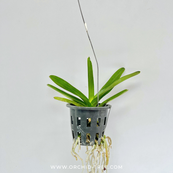 Vanda Pure's Wax Pink Orchid Plant -SS - Buy Orchids Plants Online by Orchid-Tree.com