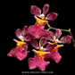 Rodrumnia Jairak Venus Orchid Plant - BS (Miniature)