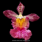 Rodrumnia Jairak Venus Orchid Plant - FF (Miniature)