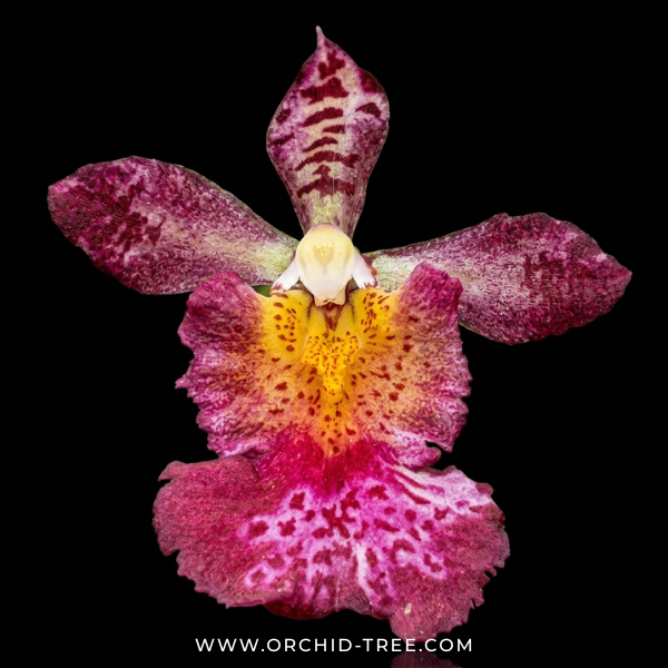 Rodrumnia Jairak Venus Orchid Plant - FF (Miniature)