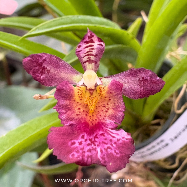 Rodrumnia Jairak Venus Orchid Plant - FF (Miniature)