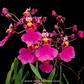 Oncidium Kutoo Little Cherry Orchid Plant - NBS