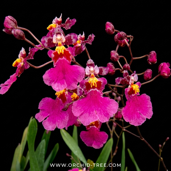 Oncidium Kutoo Little Cherry Orchid Plant - NBS