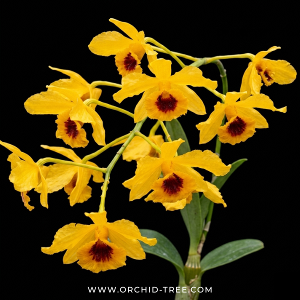 Dendrobium chrysotoxum var. suavissimum Orchid Plant - BS