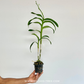 Dendrobium Pink Lady Splash Orchid Plant - FF