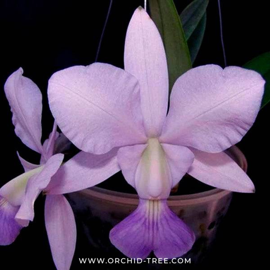 Cattleya walkeriana var. coerulea 'Edward' SM/JOS Orchid Plant - BS