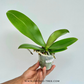 Phalaenopsis Pink Icing Orchid Plant - FF