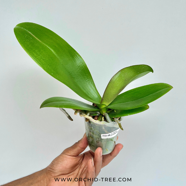 Phalaenopsis Pink Icing Orchid Plant - FF