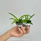 Tolumnia Pack of 2 Orchid Plants - BS