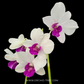 Dendrobium Charming White Orchid Plant - FF (Emerging Spike)