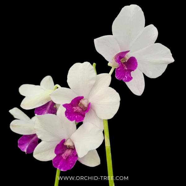 Dendrobium Charming White Orchid Plant - FF (Emerging Spike)