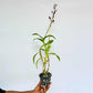 Dendrobium Airy Crimson Orchid Plant - BS - Buy Orchids Plants Online by Orchid-Tree.com
