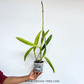 Cattleya (Mvc.) Frances Fox Var Fire Flame Orchid Plant - FF