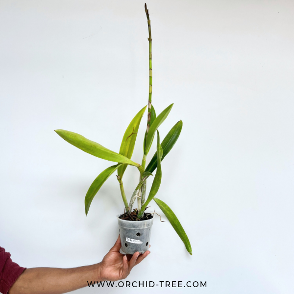 Cattleya (Mvc.) Frances Fox Var Fire Flame Orchid Plant - FF