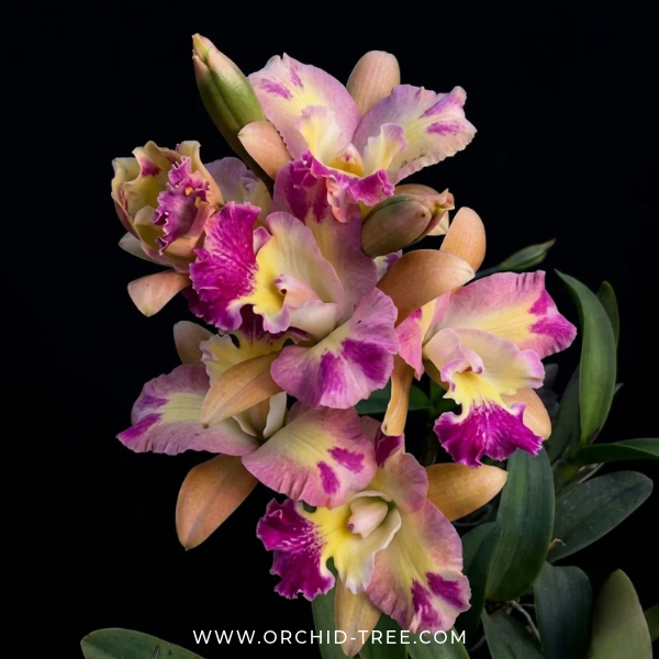 Cattleya Phra Nakhon Khiri Orchid Plant - BS (Large Plant) - Buy Orchids Plants Online by Orchid-Tree.com