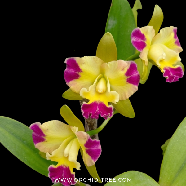 Cattleya Phra Nakhon Khiri Orchid Plant - BS (Large Plant) - Buy Orchids Plants Online by Orchid-Tree.com