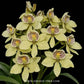 Encyclia fragrans sp. Orchid Plant - MS
