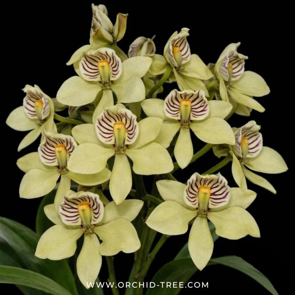 Encyclia fragrans sp. Orchid Plant - MS
