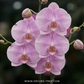 Phalaenopsis Ben Yu Pink Goddess Orchid Plant - FF