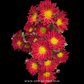 Chrysanthemum - Buy Orchids Plants Online by Orchid-Tree.com
