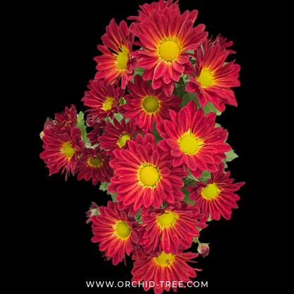 Chrysanthemum