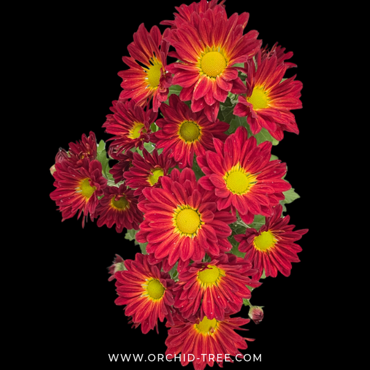 Chrysanthemum