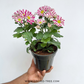 Chrysanthemum