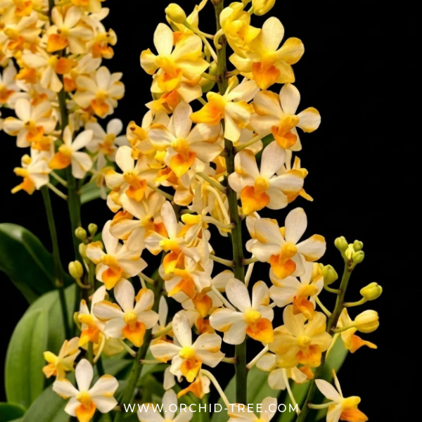 Vandaenopsis Pulcherrimin Orchid Plant - BS - Buy Orchids Plants Online by Orchid-Tree.com