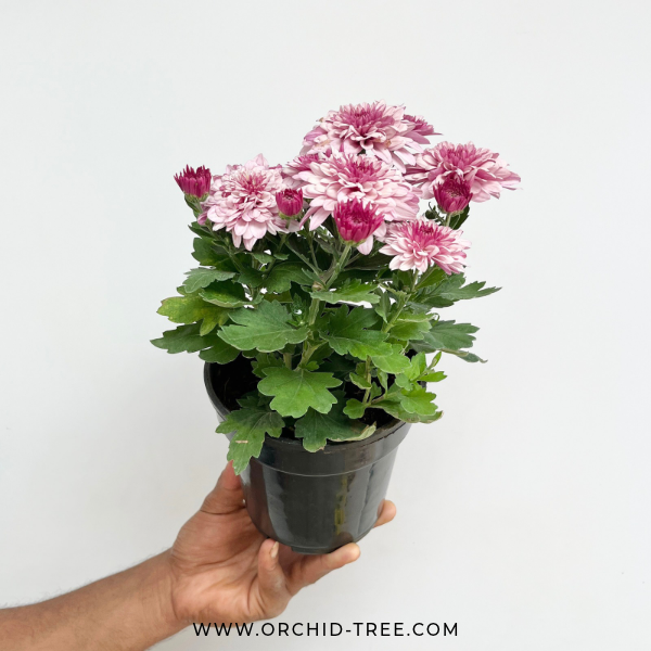Chrysanthemum