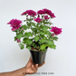 Chrysanthemum