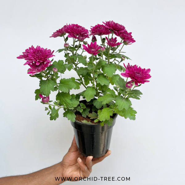 Chrysanthemum