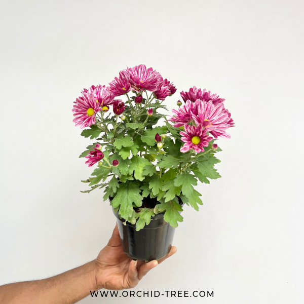 Chrysanthemum