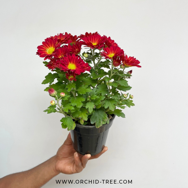 Chrysanthemum