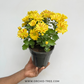 Chrysanthemum