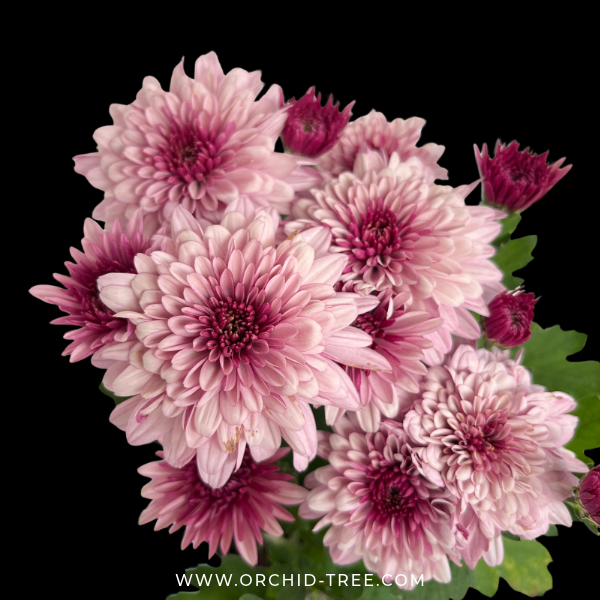 Chrysanthemum