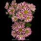 Chrysanthemum