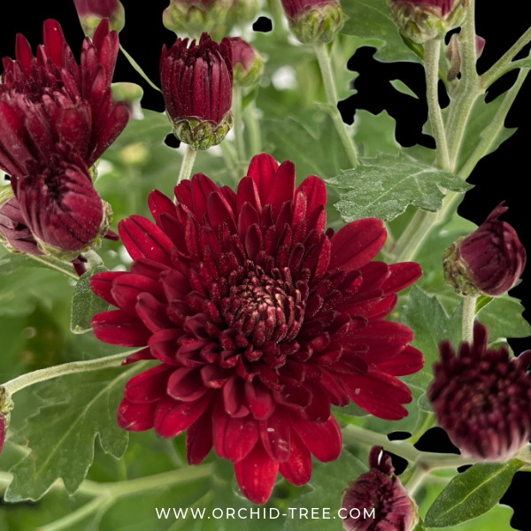 Chrysanthemum