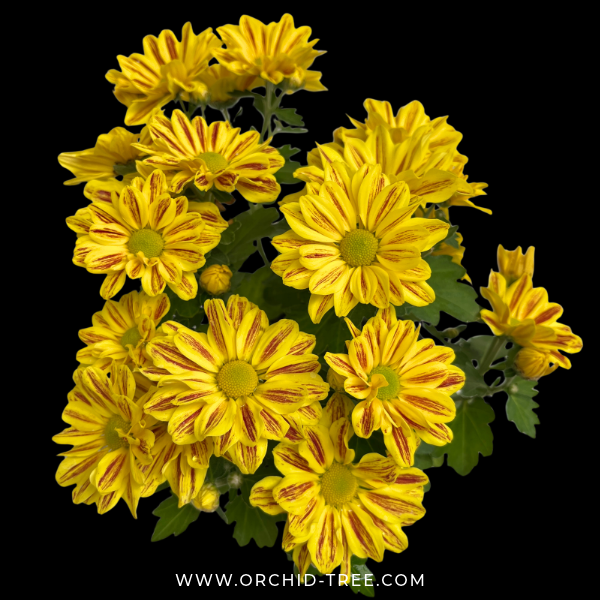 Chrysanthemum