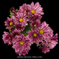 Chrysanthemum