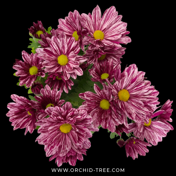 Chrysanthemum