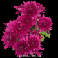 Chrysanthemum