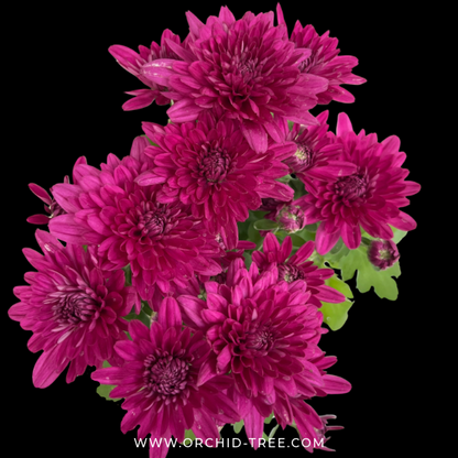 Chrysanthemum - Buy Orchids Plants Online by Orchid-Tree.com