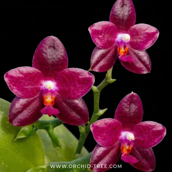 Phalaenopsis Zheng Min Jacaranda'Yungho' Orchid Plant - FF
