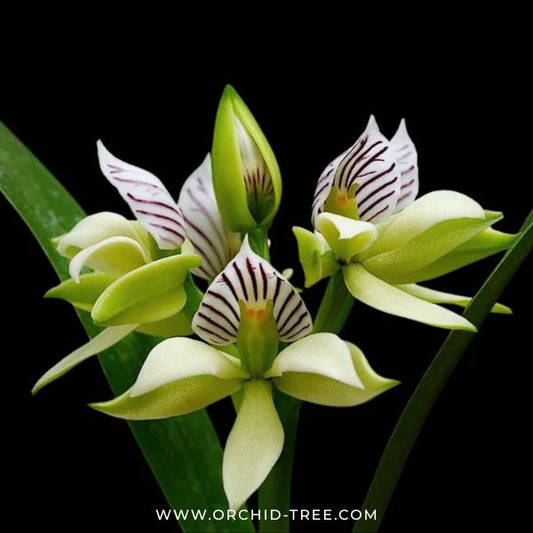 Encyclia fragrans sp. Orchid Plant - MS