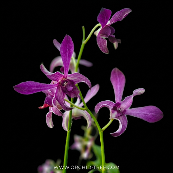 Dendrobium Caesar Blue Orchid Plant - FF