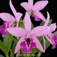 Cattleya (Bc) Maikai x (L.) anceps Orchid Plant - FF - Buy Orchids Plants Online by Orchid-Tree.com